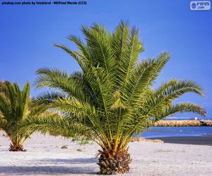 yapboz Palmiye ağaçları sahilde